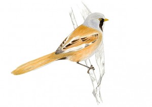 El Tancat de la Pipa