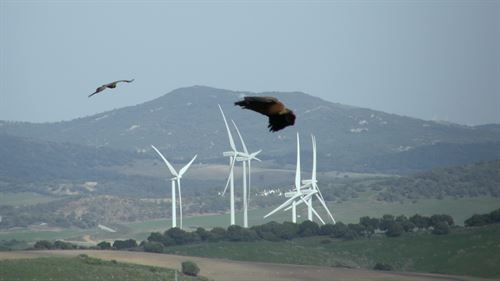 Mueren dos buitres leonados en el parque eólico de Guadalteba (Málaga)