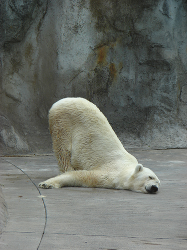 El colapso del oso polar depende de las emisiones de efecto invernadero