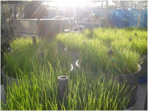 Escoger las plantas adecuadas en los sembrados reduce los gases de efecto invernadero