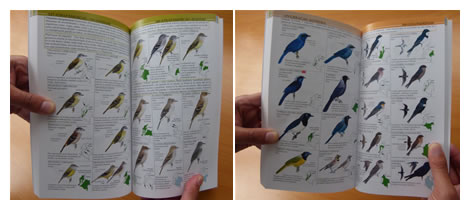 La Fundación ProAves tiene el gusto de presentar la Guía de Campo de las Aves de Colombia en Español