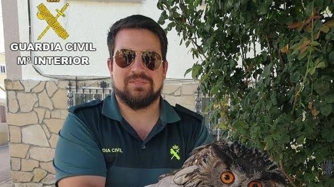 La Guardia Civil recupera un Búho Real en Sacecorbo (Guadalajara)