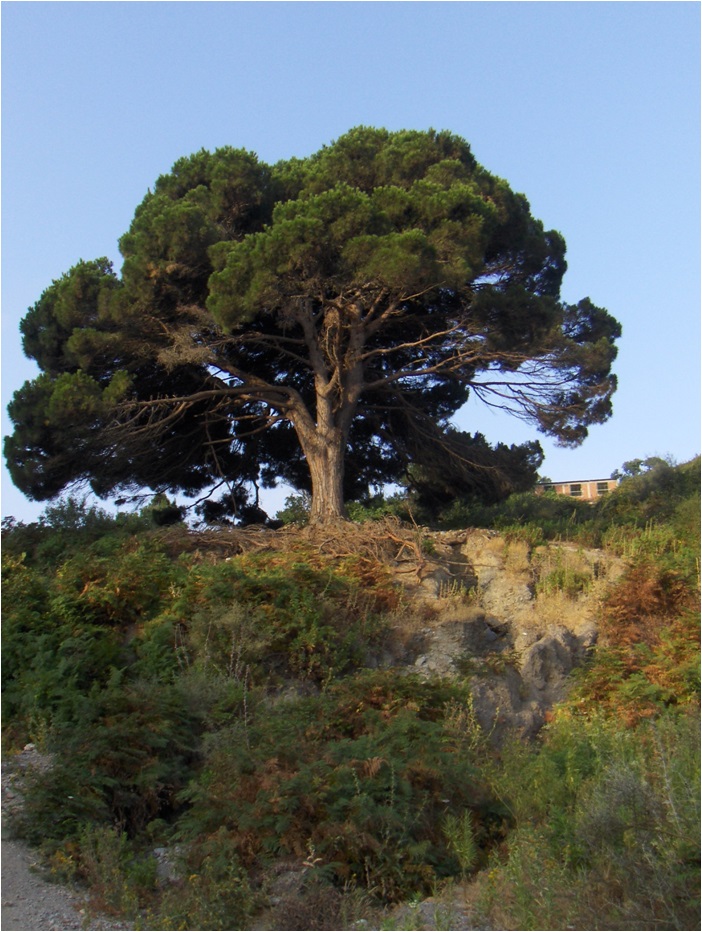 La catalogación de los árboles singulares de Ceuta descubre un importante y desconocido patrimonio natural