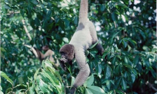 El exceso de caza de grandes mamíferos en el amazonas agudizará el problema del calentamiento global