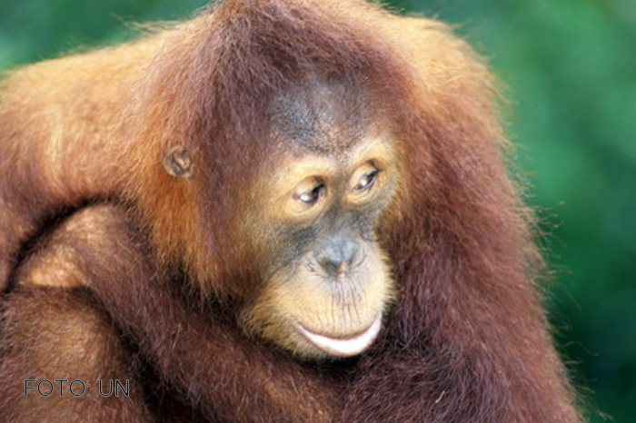 La fauna explica la evolución de los continentes