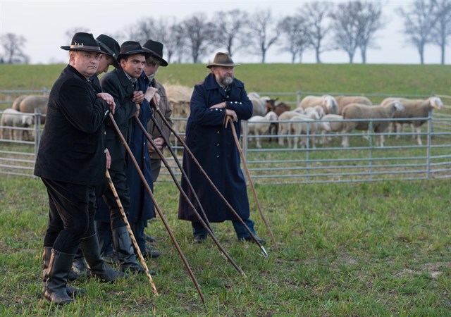 Protestas por el aumento de ataques de lobos a ganado en el este de Alemania