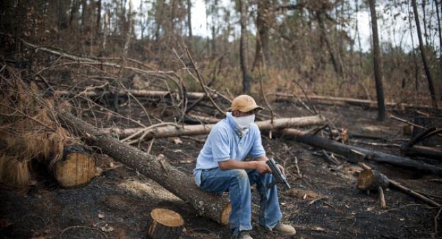 La destrucción forestal se ralentizó en 2014