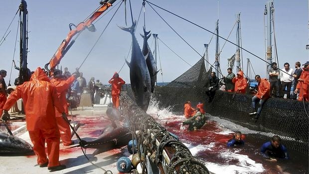 Los barcos españoles se reparten la cuota de atún rojo