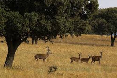 Cese de Manuel Carrasco como director del Parque Nacional de Cabañeros