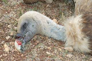 SEO/BirdLife recuerda a la Junta de Extremadura que la lucha contra el veneno es una obligación ineludible de las administraciones autonómicas