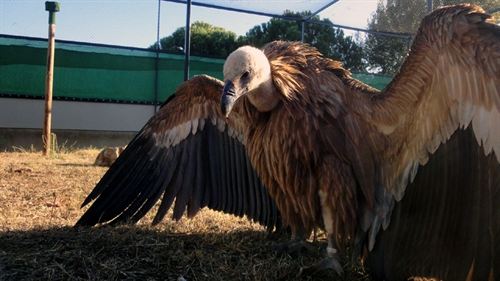 Ataque de buitres a ganado en Soria