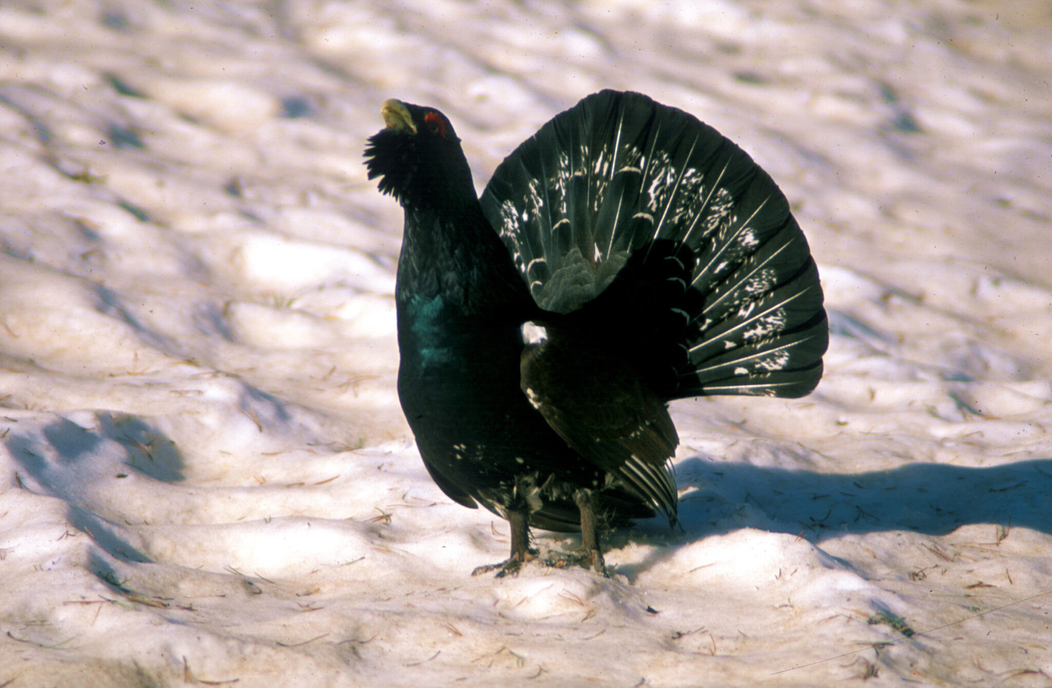 Sale a información pública el plan de conservación del urogallo