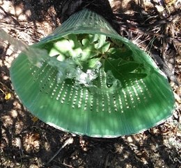 Reforesta lanza una campaña de apadrinamiento para regar árboles este verano