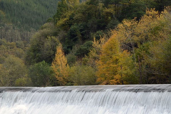Asturias quiere acabar con los peces que quedan en los rios