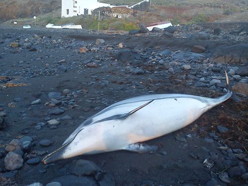 Aparece muerto un delfín en una playa de Lanzarote