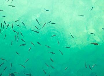 Nuevo programa europeo de investigación marina conjunta