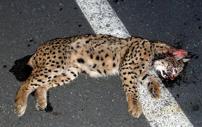 El punto más negro para los linces está en plena Autovía Madrid-Sevilla