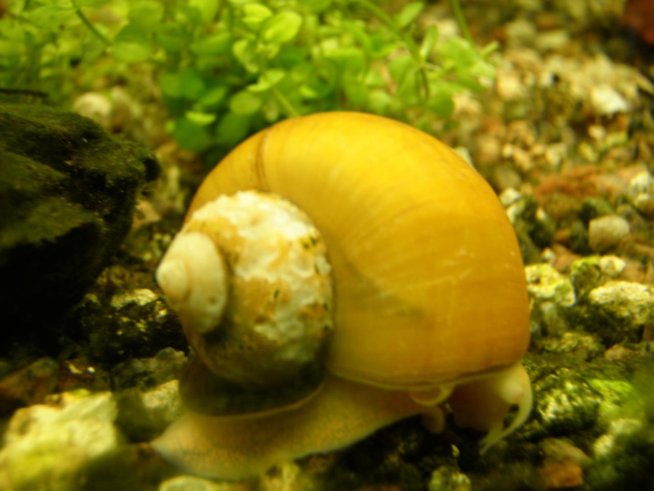 La UE da 3 millones a España por combatir el nematodo de pino y 1