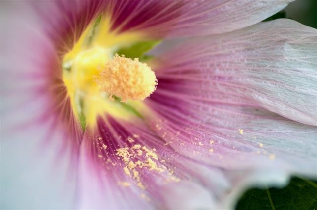 La autorregulación de las plantas incrementa las patologías respiratorias