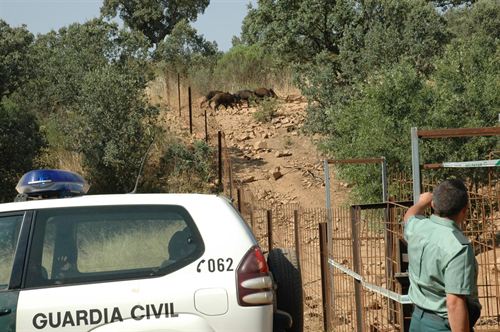 La Guardia Civil halla un cercón-trampa en Zamora con cinco jabalíes atrapados e identifica a su autor
