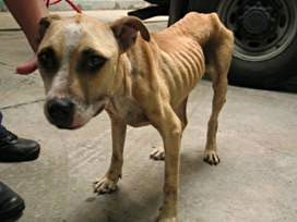 La reforma del Código Penal sigue dejando sin pena de cárcel a los maltratadores de animales