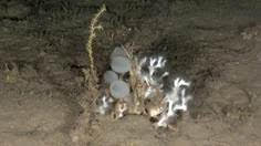 Hallan una nueva especie de ‘esponja cristal’