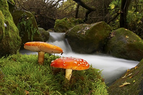 La biodiversidad de España la más vulnerable de Europa
