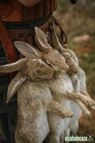 Control del conejo ‘licencia para matar’