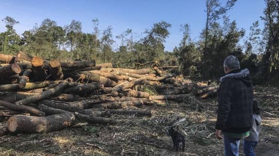Será la tala de Loredo