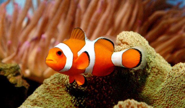 Se ‘acelera’ una extinción marina sin precedentes en 55 millones de años