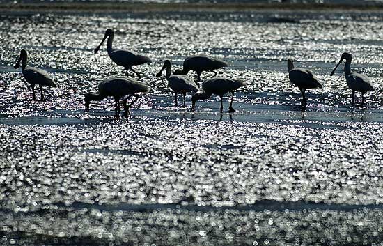 SEO/BirdLife y el Día Mundial de los Humedales