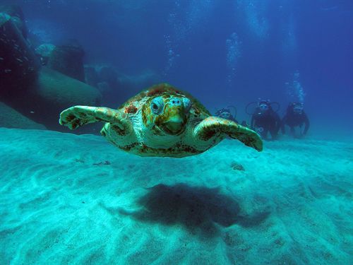 Buceadores de Fuerteventura informan al Cabildo del avistamiento de las tortugas satélite Julia y Chusy