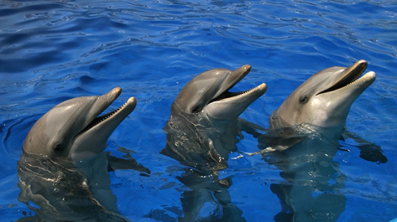 México erradica los espectáculos fijos e itinerantes con mamíferos marinos