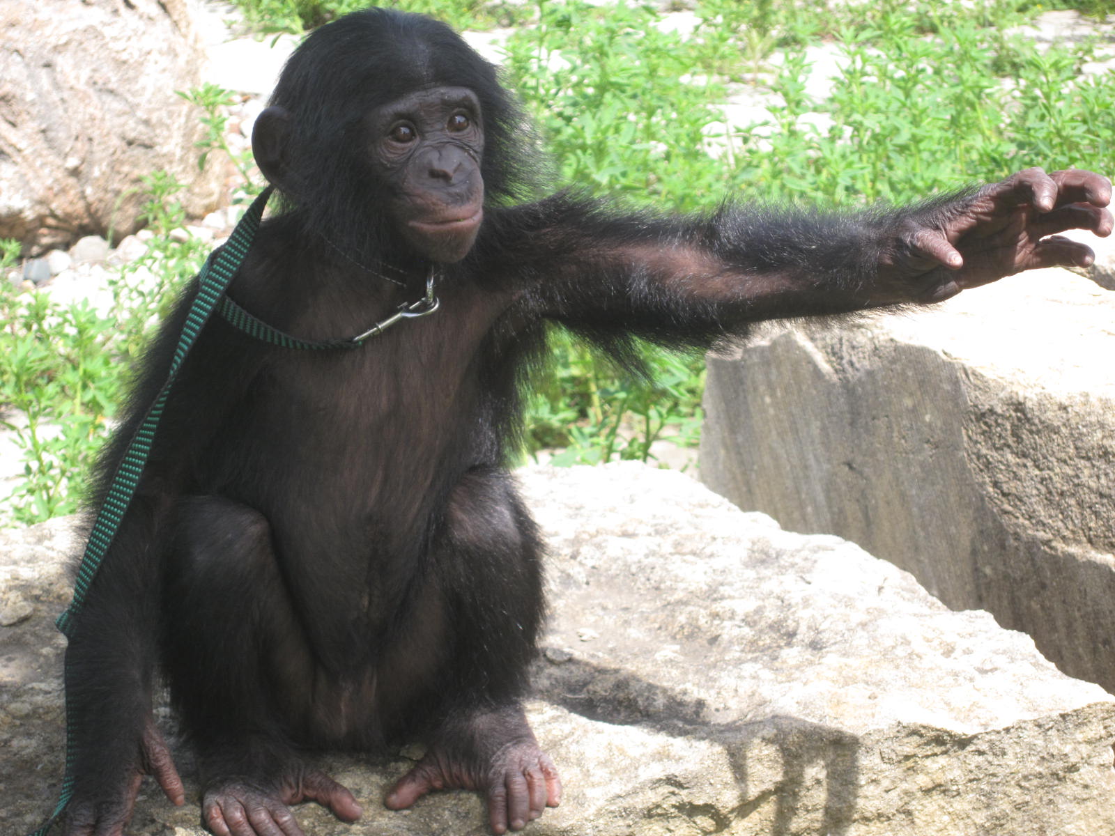 Proyecto gran simio participa en varios proyectos