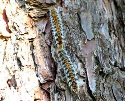 Plagas de orugas en los colegios
