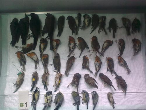 Interceptan a un cazador furtivo en Sabadell con 45 pájaros protegidos en el congelador