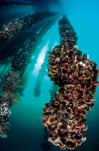 Cierran por marea roja bateas de mejillón de las rías gallegas