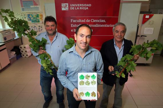 Descubiertas dos nuevas variedades minoritarias de vid tinta