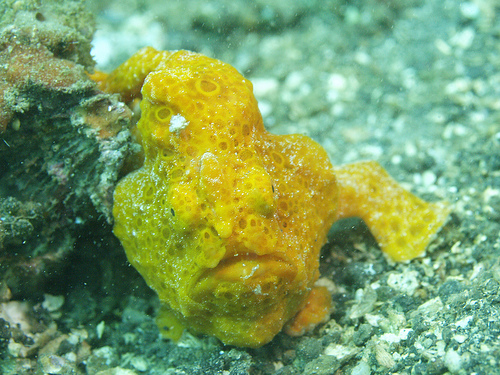 Un comité de científicos elige un pez-rana como la especie más importante descubierta en 2009