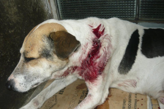 Argentina. Se realizará una concentración para pedir por los derechos de los animales