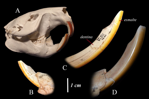Los castores europeos y ‘ATAPUERCA