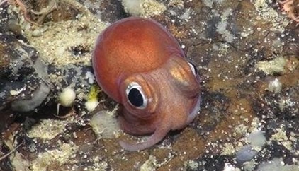 Investigadores advierten de la existencia de brechas en el conocimiento básico de la vida marina profunda