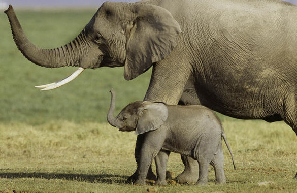 Los elefantes ‘pasan’ del cáncer