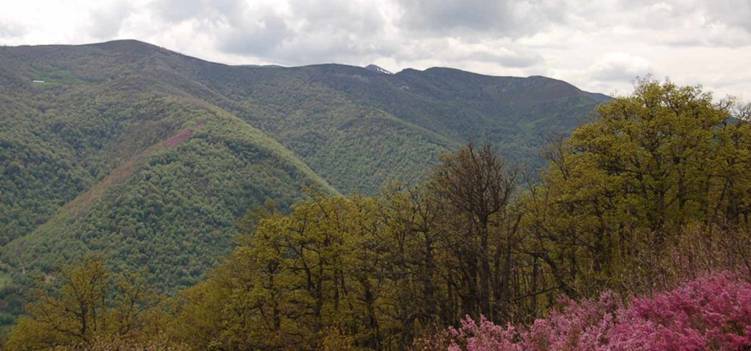 Ence certifica por FSC la Gestion Forestal Sostenible de 26.769 hectáreas de su patrimonio