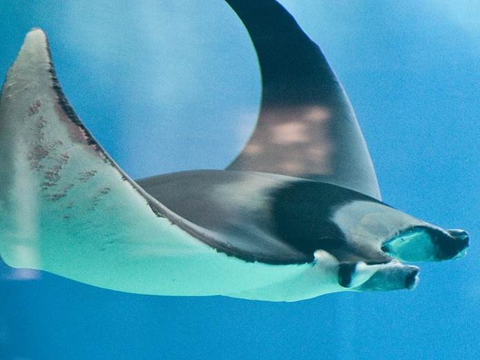 La sobrepesca y la demanda de branquias amenazan a las mantas diablo