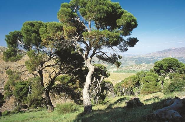 Aprende a gestionar La Fauna y los Espacios Naturales con IUSC