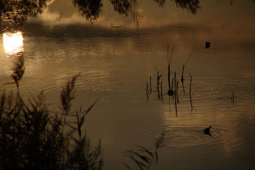 Cómo ‘crear’ un humedal en cinco pasos