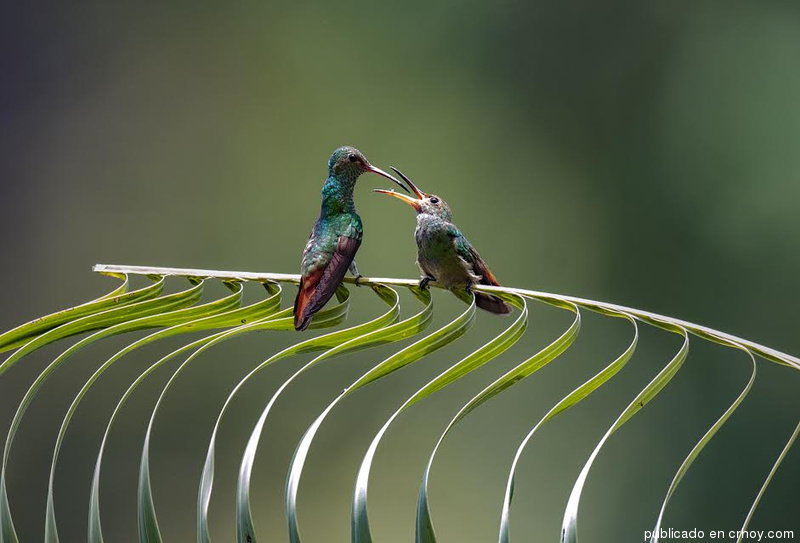 Costa Rica. Miles de aves empiezan a anidar