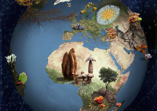 Conoce 80.000 nuevas especies de hongos en este articulo