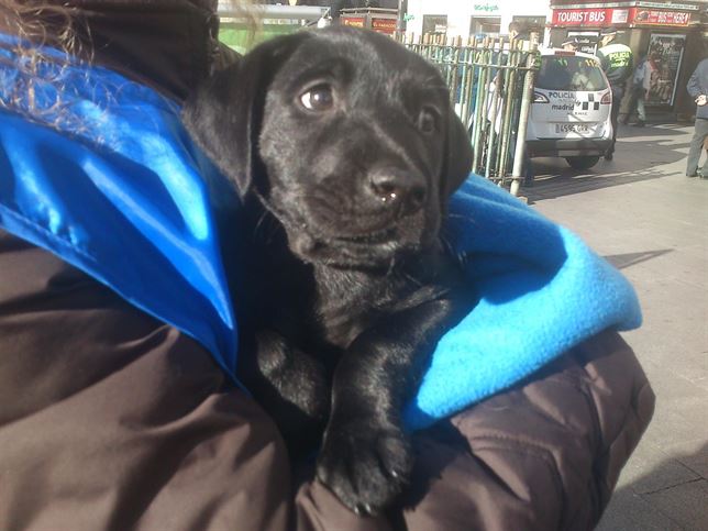 Adopta una mascota por Reyes